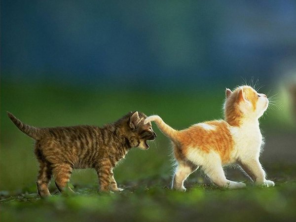 Кот давай мириться