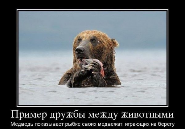 Пример дружбы между животными демотиватор
