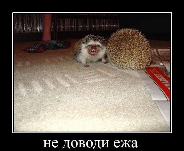 Шутки про ежей