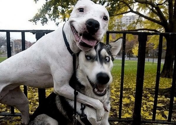 Собака ржака