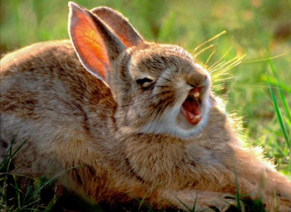 Ржачные картинки про зайцев (51 фото)