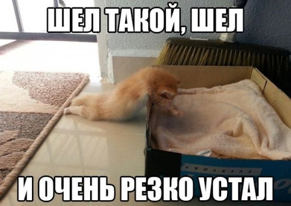Усталость картинки смешные