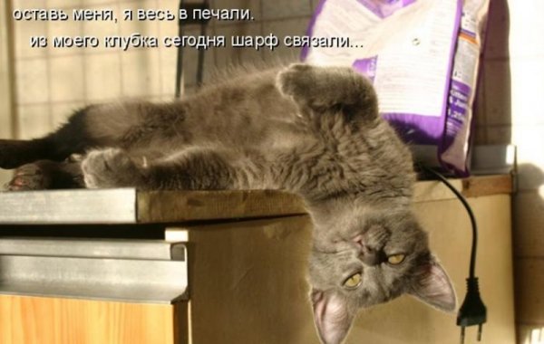 Кот устал на работе