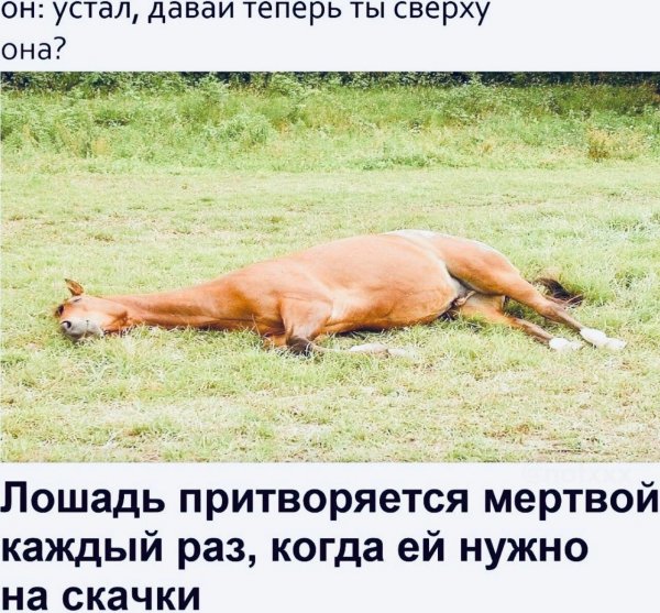 Лошадь притворяется мертвой