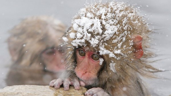 Ржачные картинки про зиму (51 фото)