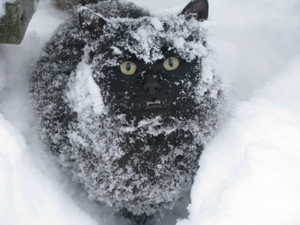 Смешной кот в снегу