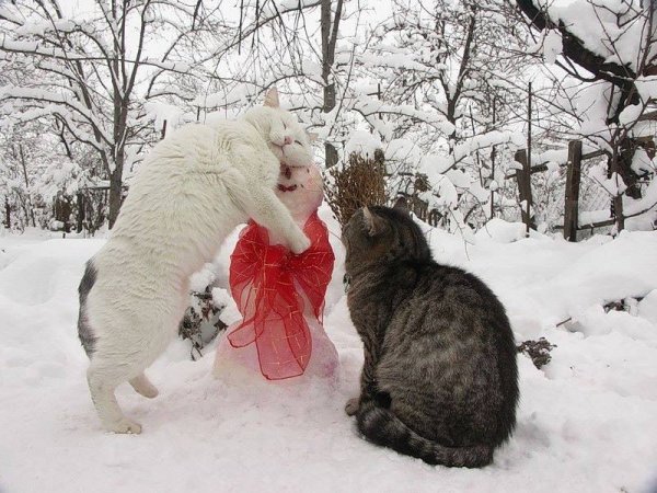 Шутки про зиму