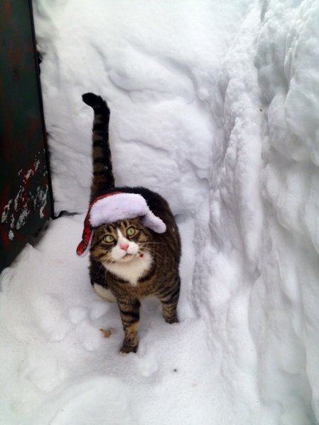Кот в валенках