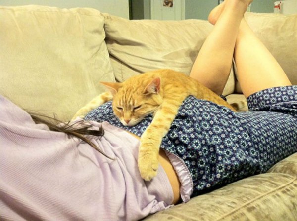 Кот лежит на девушке