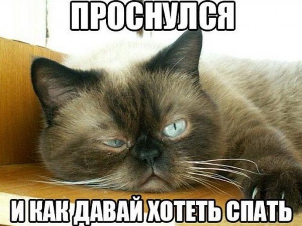 Невыспавшийся котик
