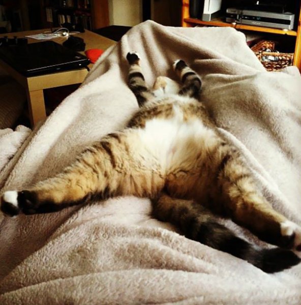 Смешной кот утром