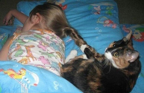 Кот пора просыпаться
