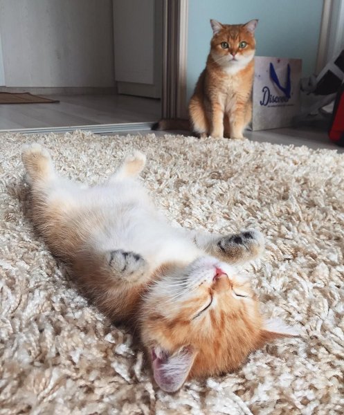Утро котики смешные