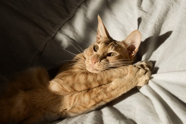 Котоматрица с добрым утром