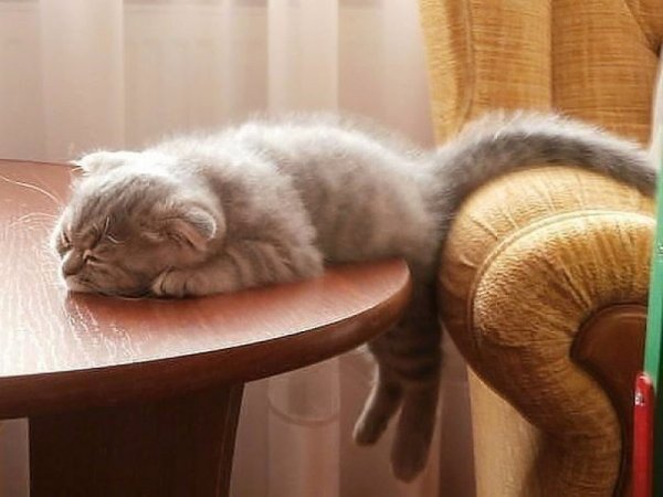 Кот устал