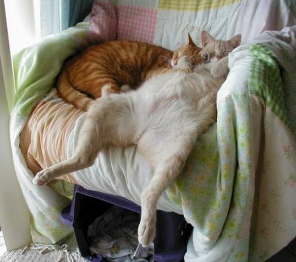 Спящие коты смешные