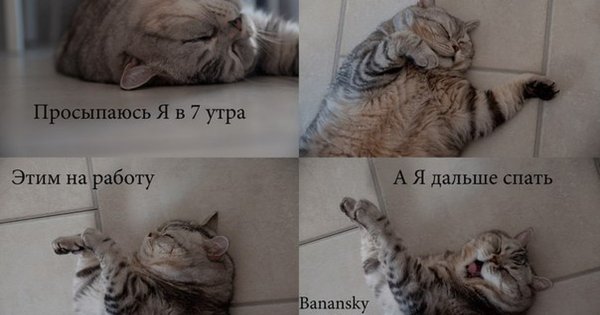 Кот проспал на работу