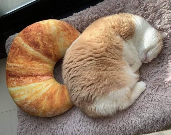 Кошка булка