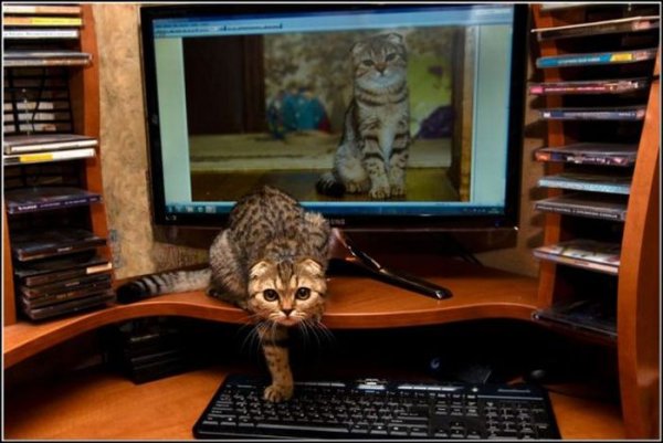 Прикольные коты за компьютером