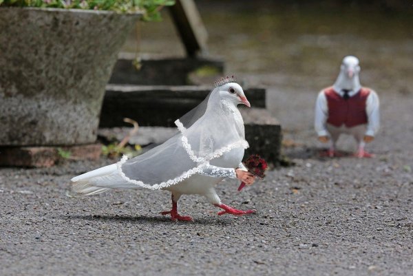 Ржачные картинки про голубей (50 фото)