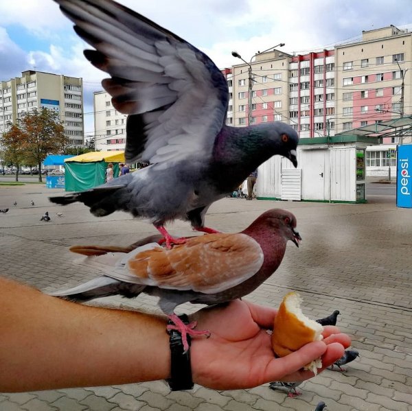 Голубь забавный