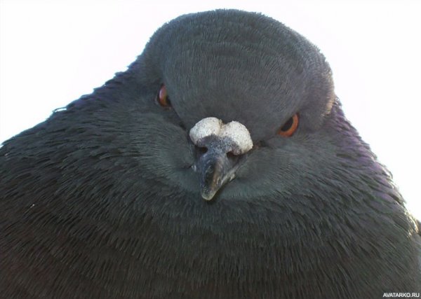 Голубь Мем