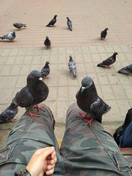 Ржачные голуби