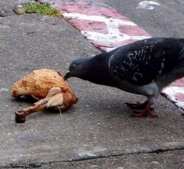 Голубь курица