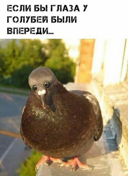 Смешной голубь