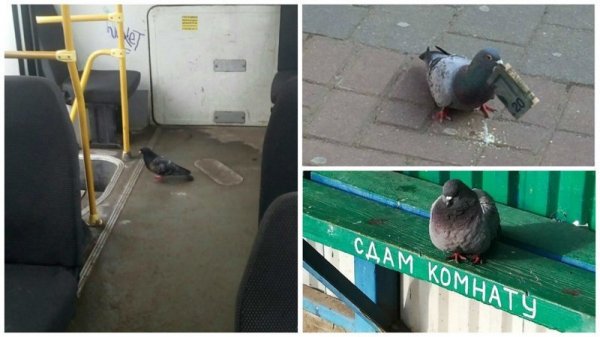 Голубь прикол