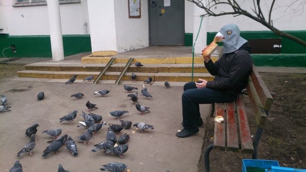 Голубь ржака