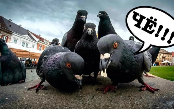 Ржачные голуби