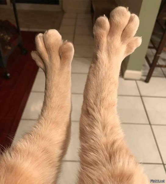 Лапы животных