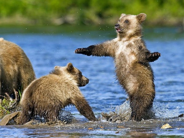 Животные летом