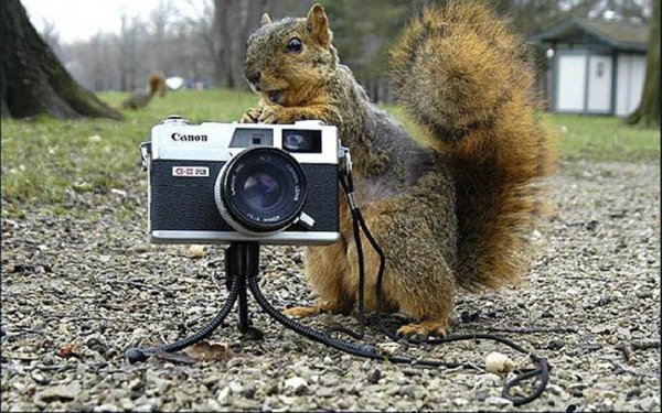 Кот с фотоаппаратом