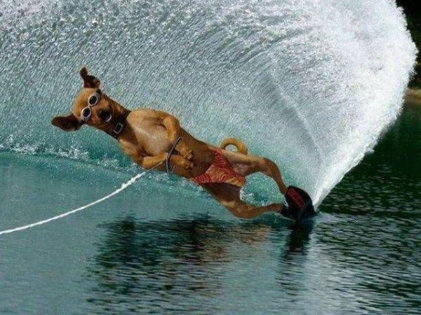 Собака экстремал