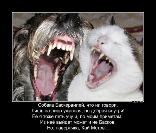 Собака Баскервилей прикол