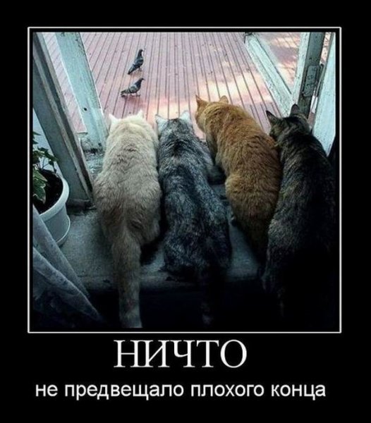 Статусы приколы смешные
