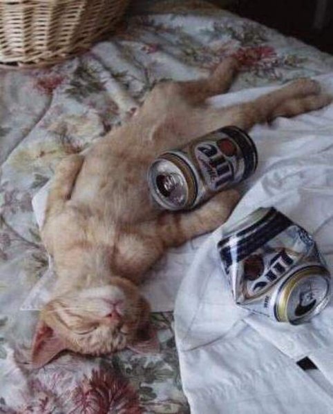 Пьянка с котом