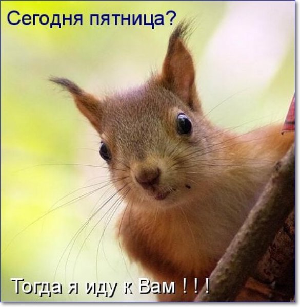 Белки надпись