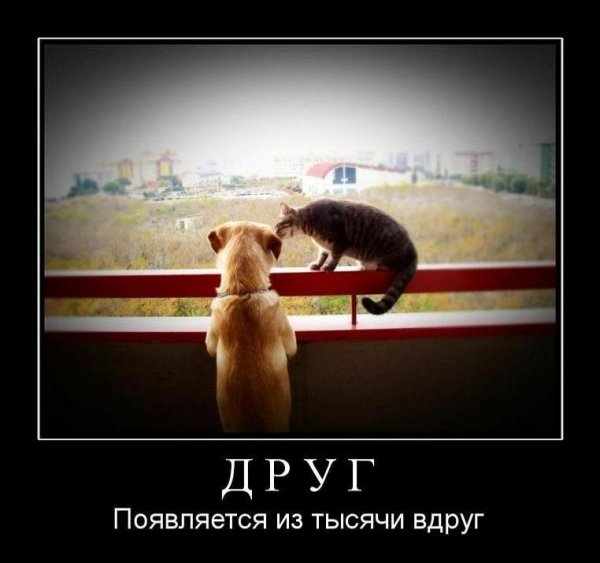 Демотиваторы про друзей