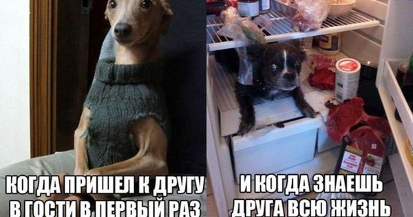 Приколы про друзей