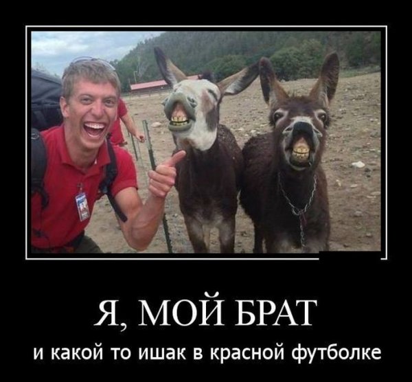 Ишак прикол