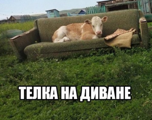 Ржачные рисунки с надписями