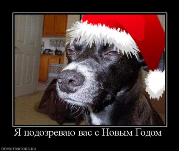 С новым годом демотиваторы