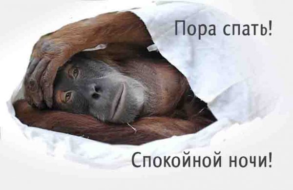 Спокойной ночи мартышка