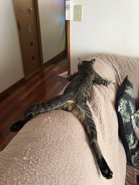 Кот спит демотиватор