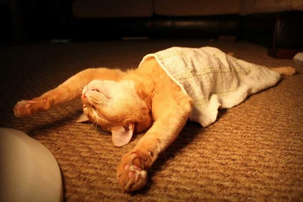 Спящие коты в смешных позах
