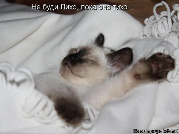 Демотиваторы про сон смешные