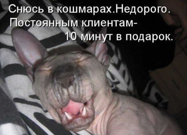 Спокойной ночи с юмором